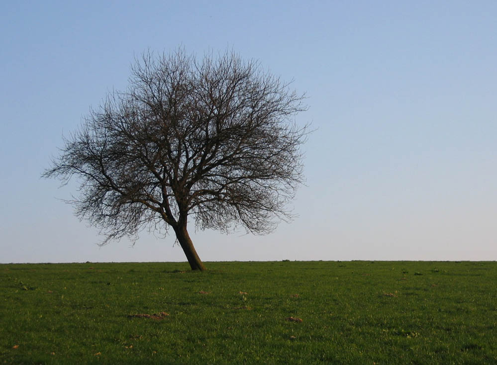 Frühlingsbote