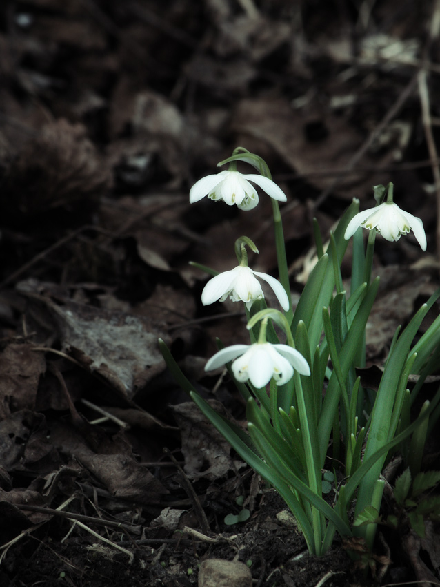 Frühlingsbote