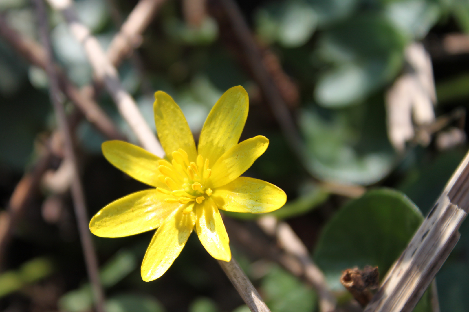 Frühlingsbote