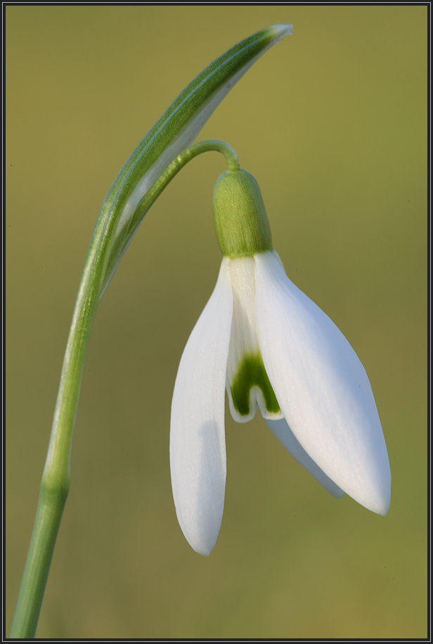 ... Frühlingsbote ...