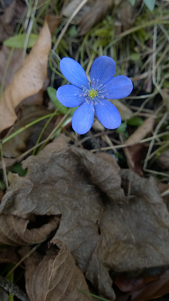 Frühlingsbote