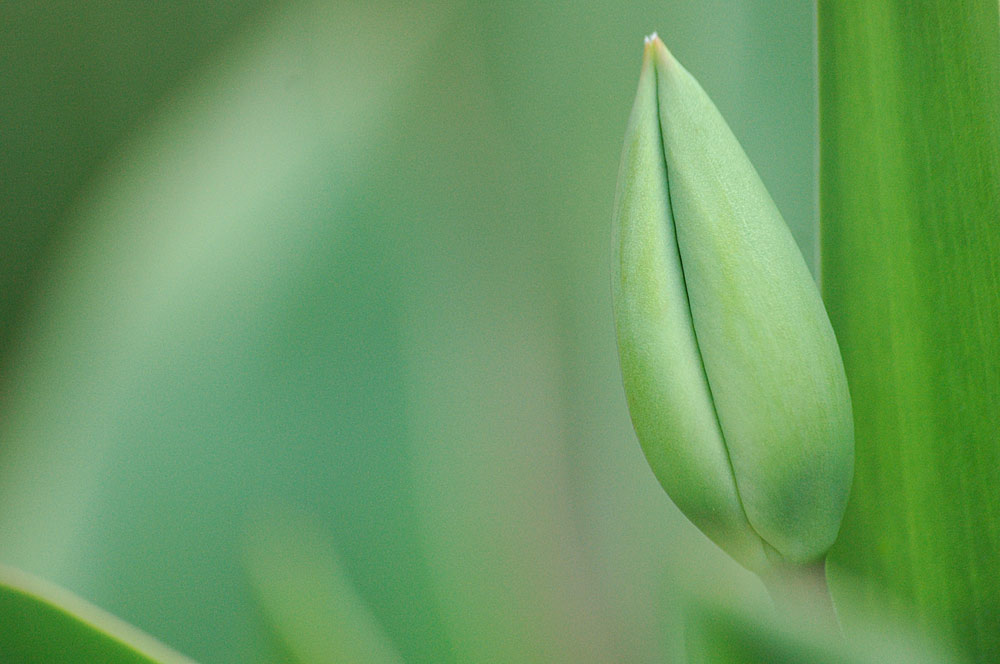 Frühlingsbote