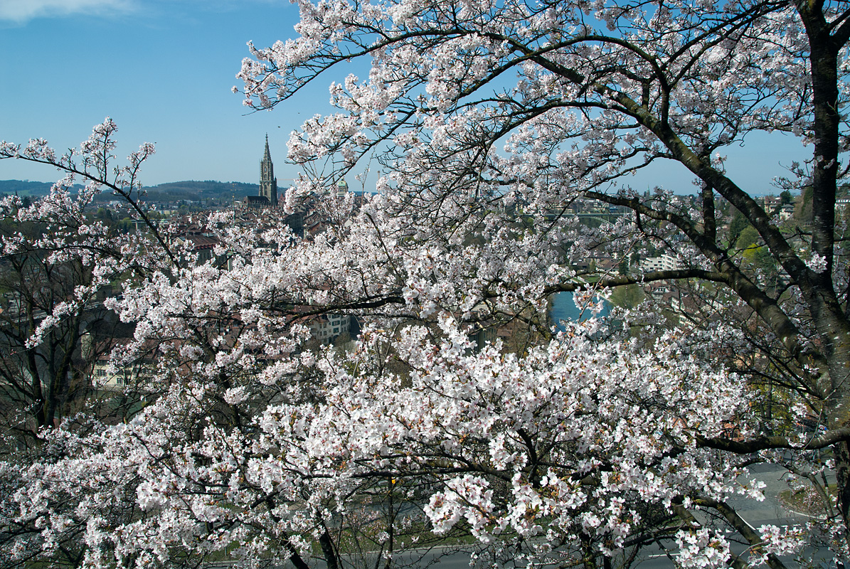 Frühlingsbote