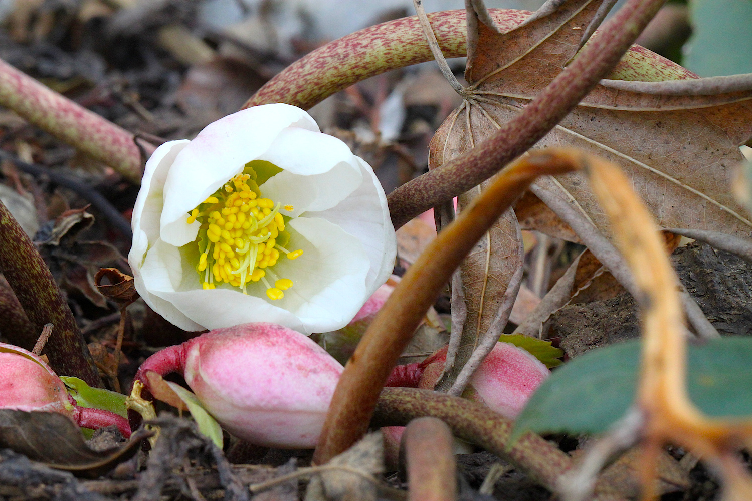 Frühlingsbote