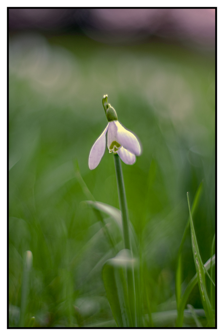 ---Frühlingsbote---