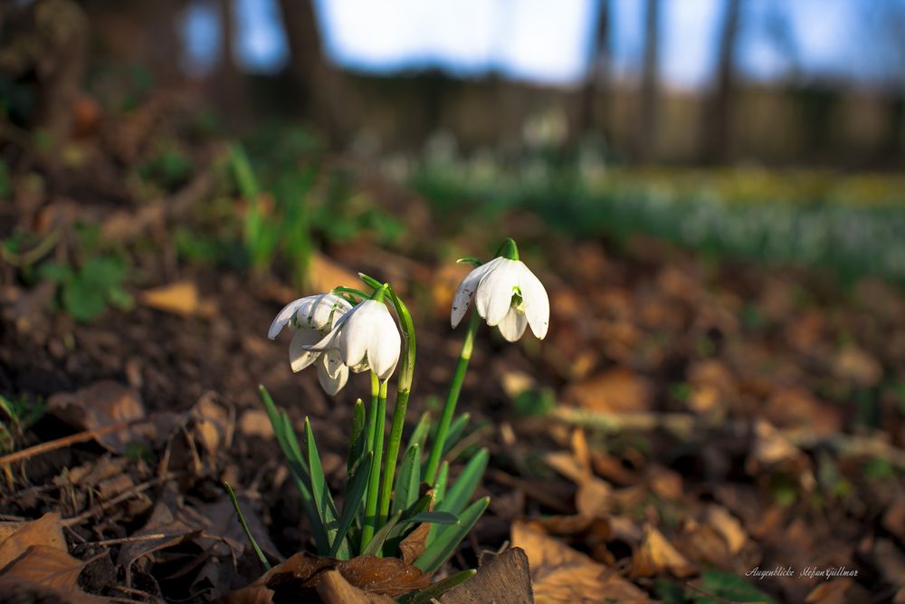 Frühlingsbote