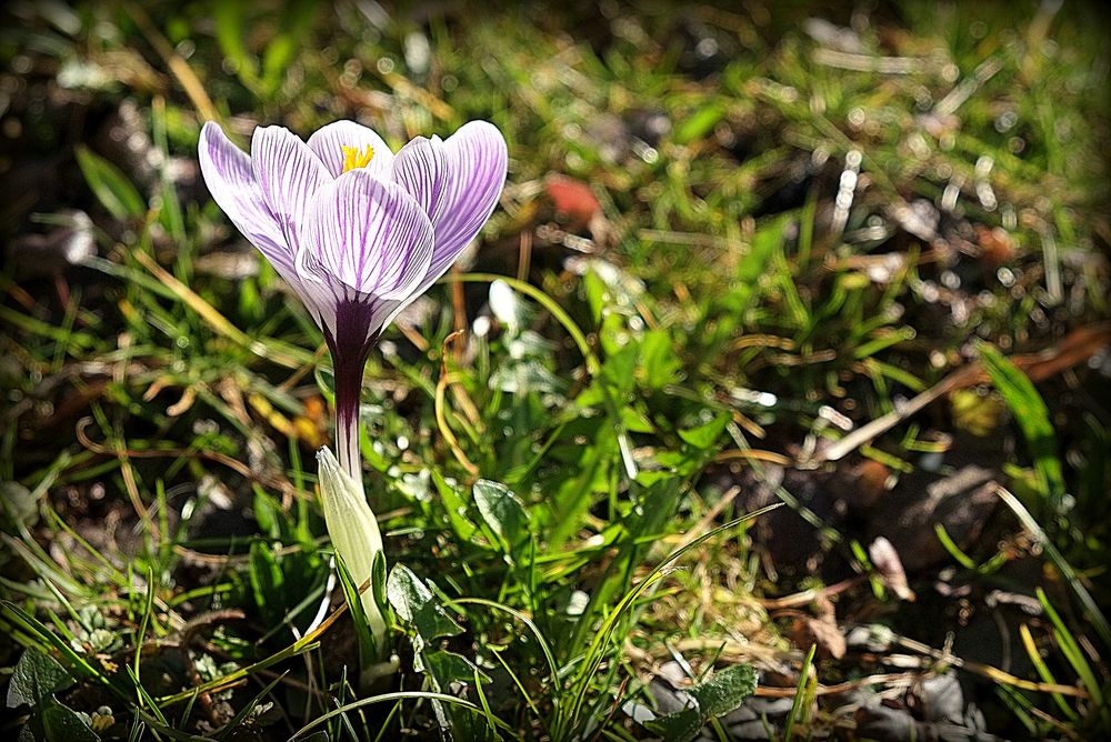 Frühlingsbote