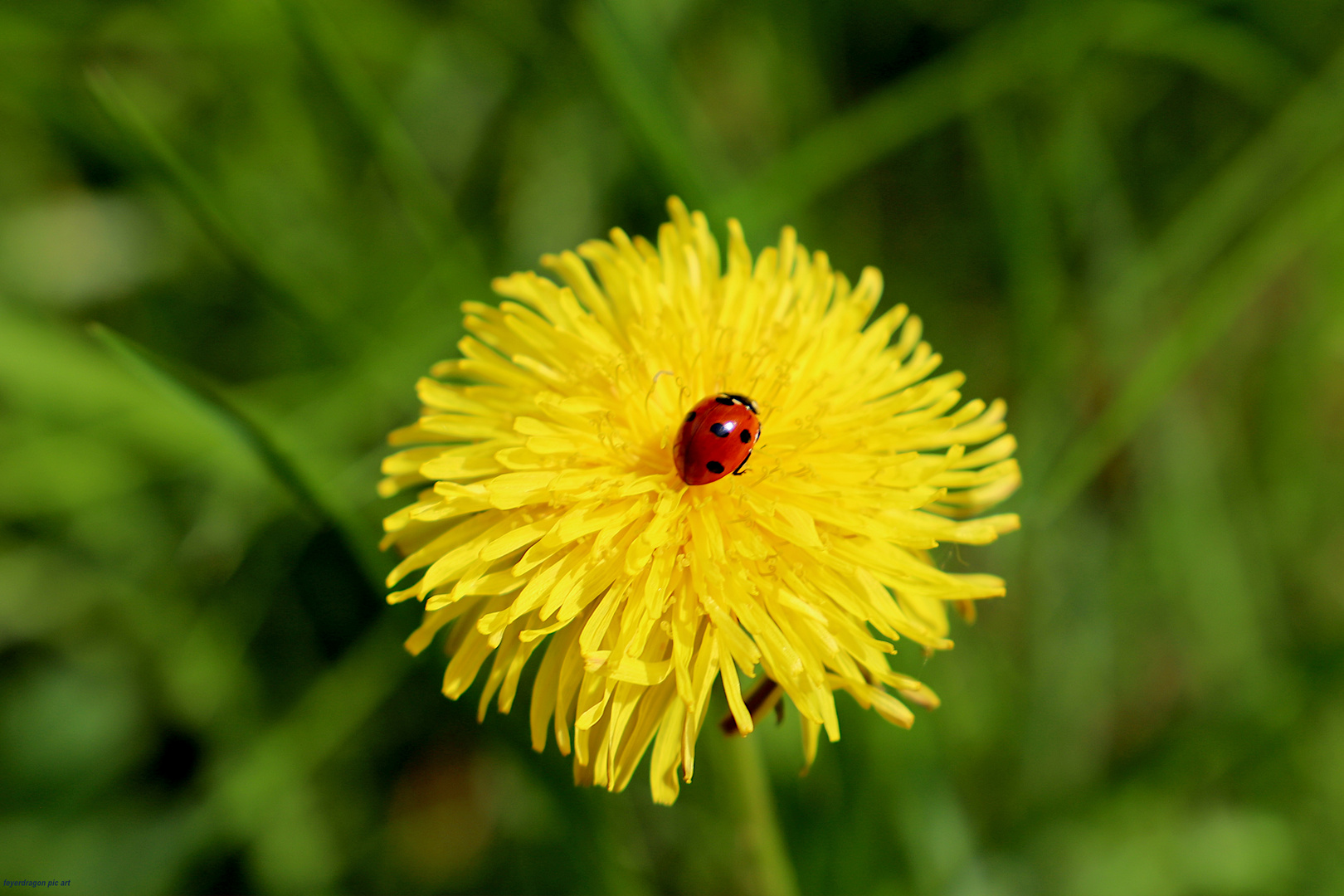 Frühlingsbote 