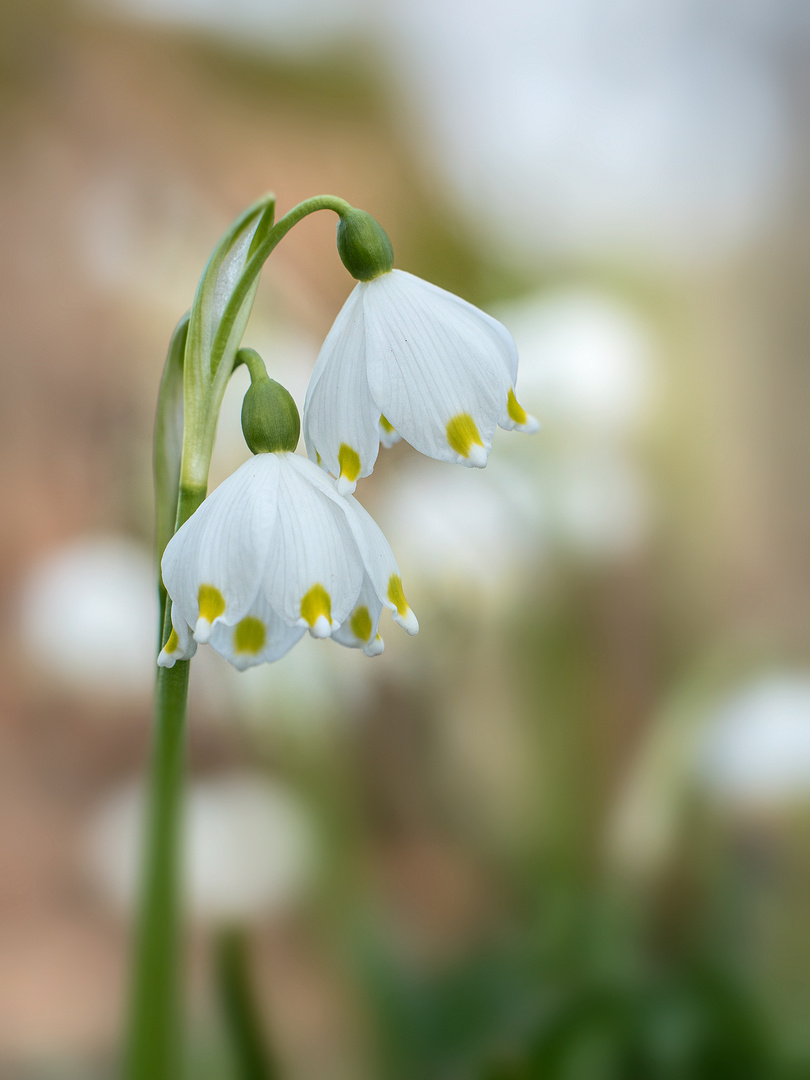 frühlingsbote