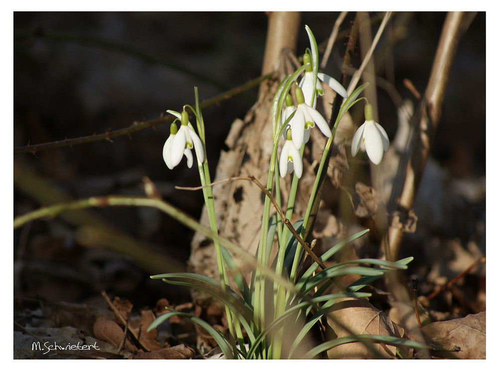 Frühlingsbote