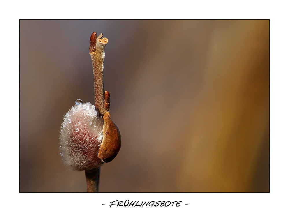 - Frühlingsbote -