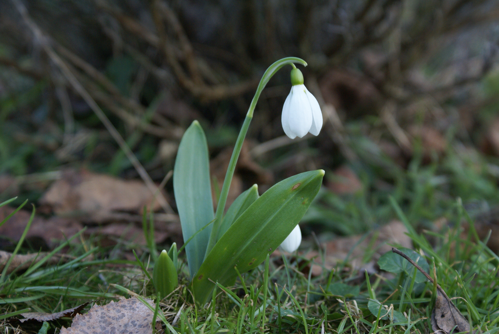 Frühlingsbote