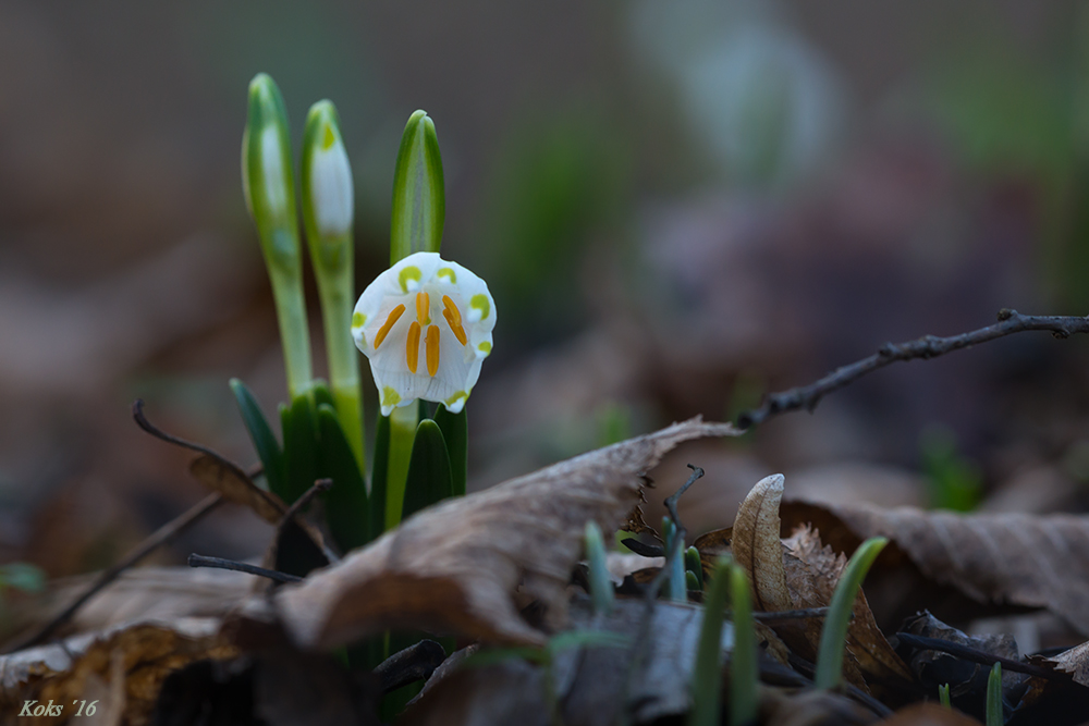 Frühlingsbote