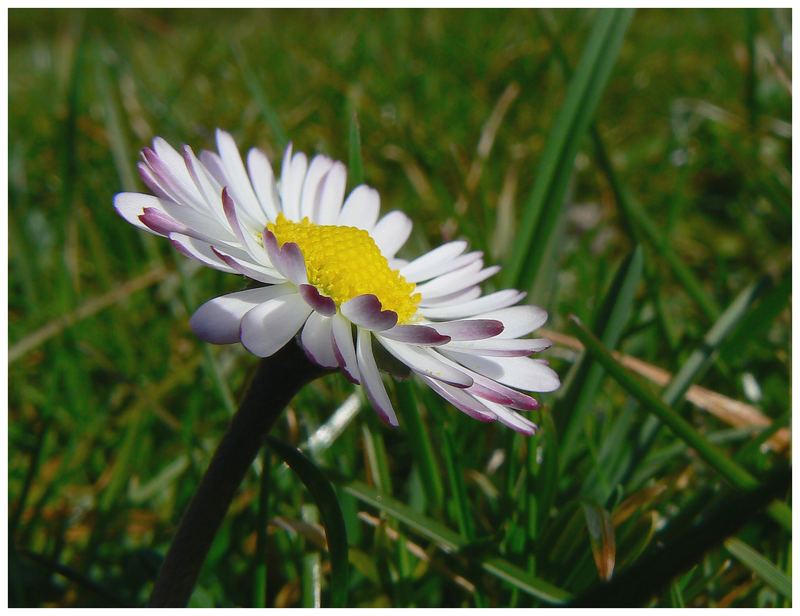 Frühlingsbote