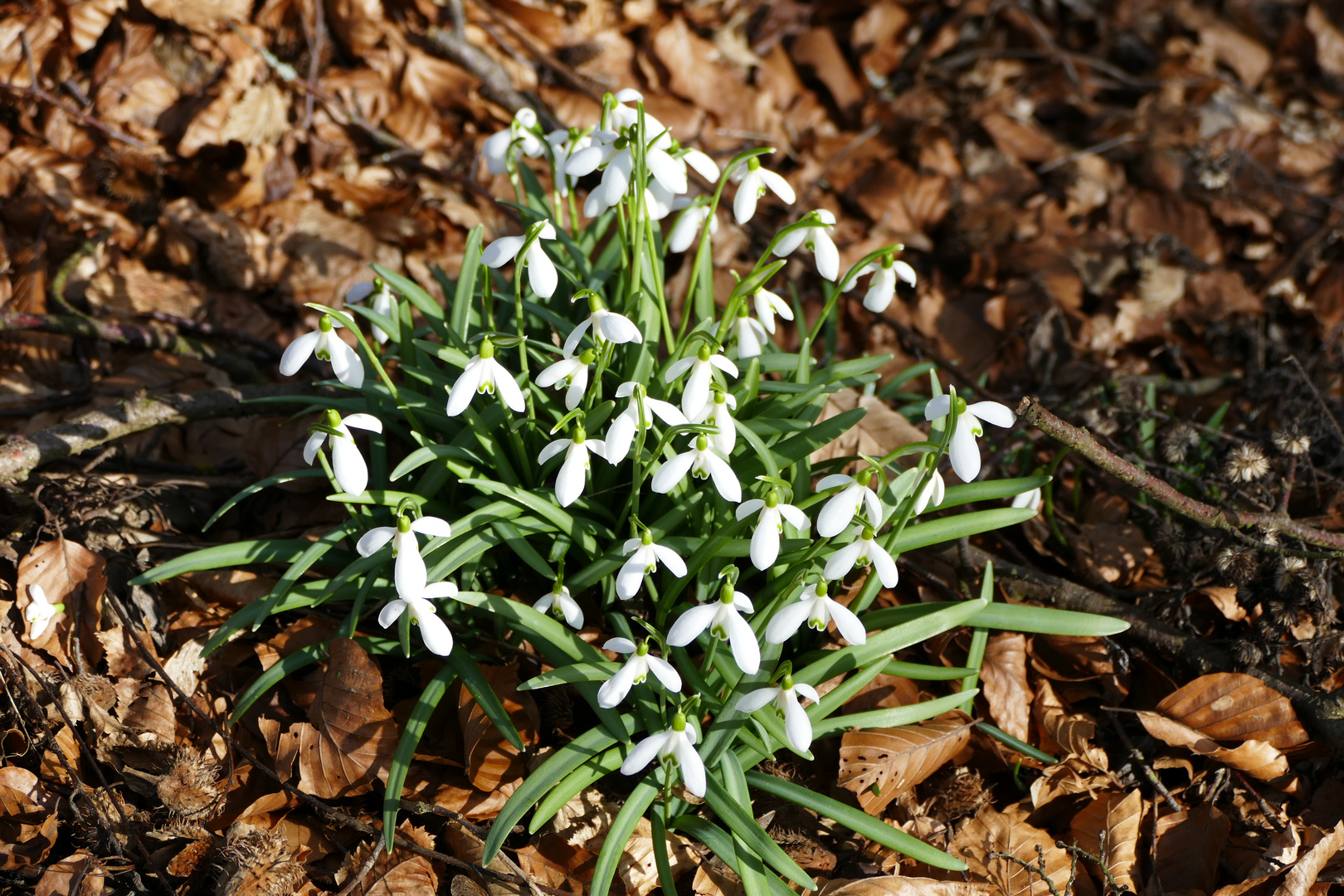 Frühlingsbote