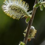 Frühlingsbote