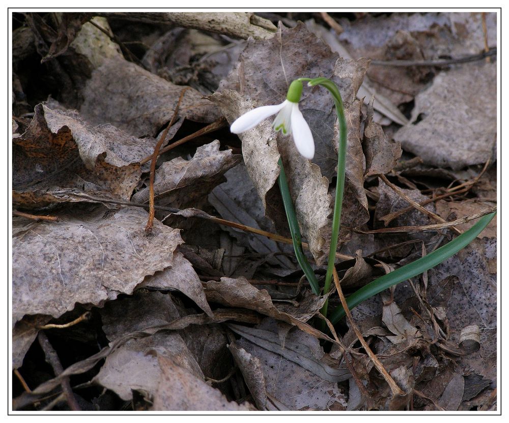 Frühlingsbote von  Wolfgang Schörkhuber