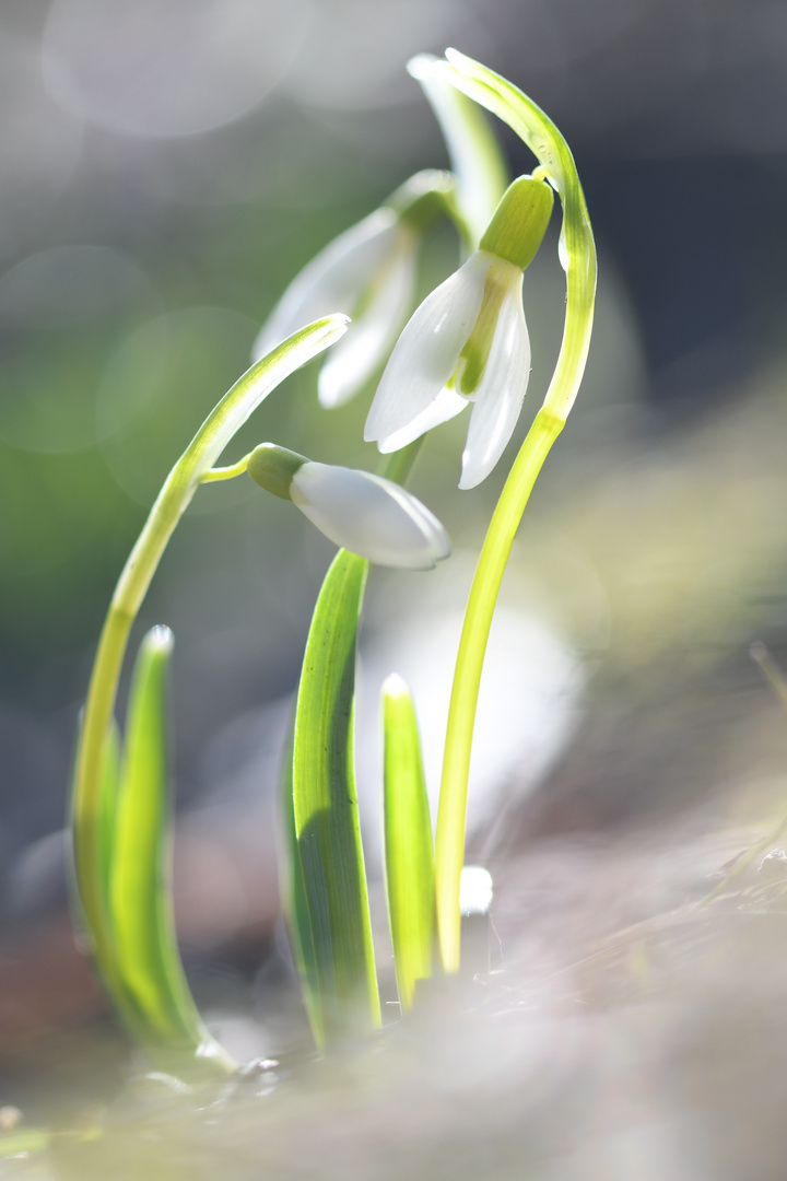 Frühlingsbote