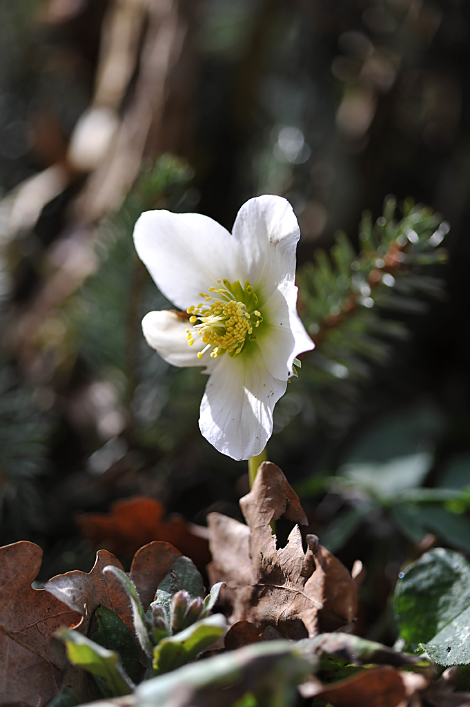 Frühlingsbote