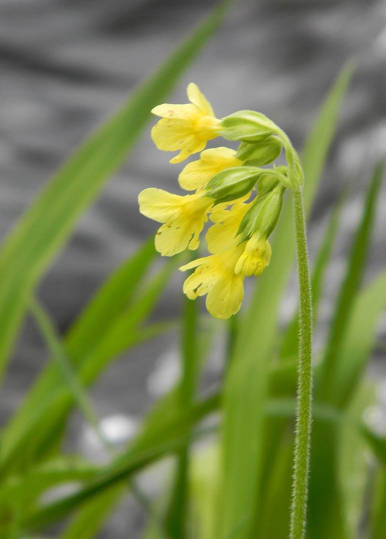 Frühlingsbote