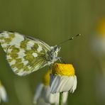 Frühlingsbote