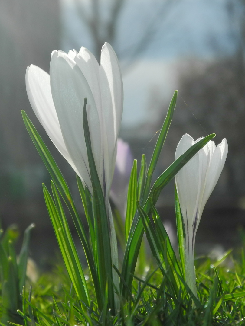 Frühlingsbote