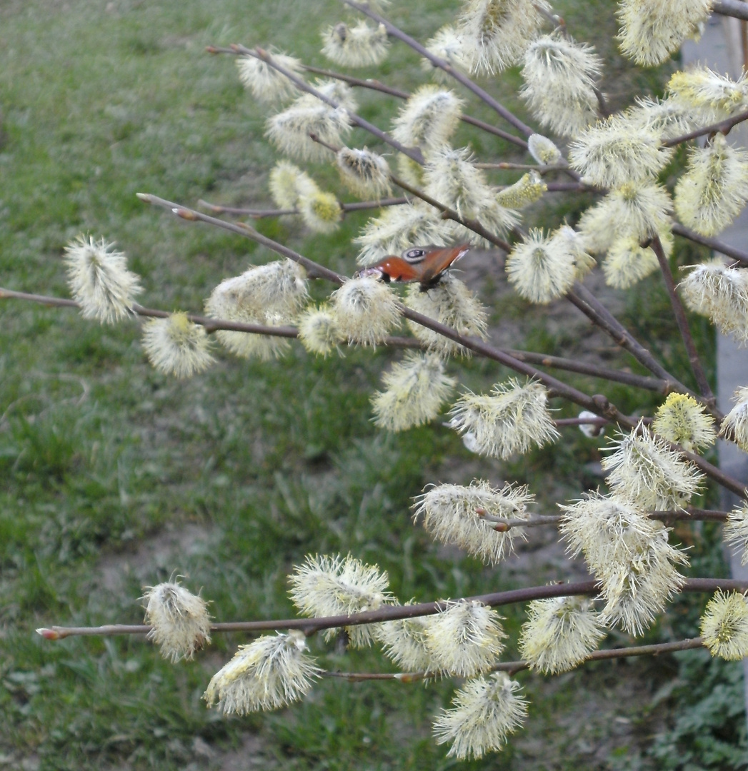 Frühlingsbote 9