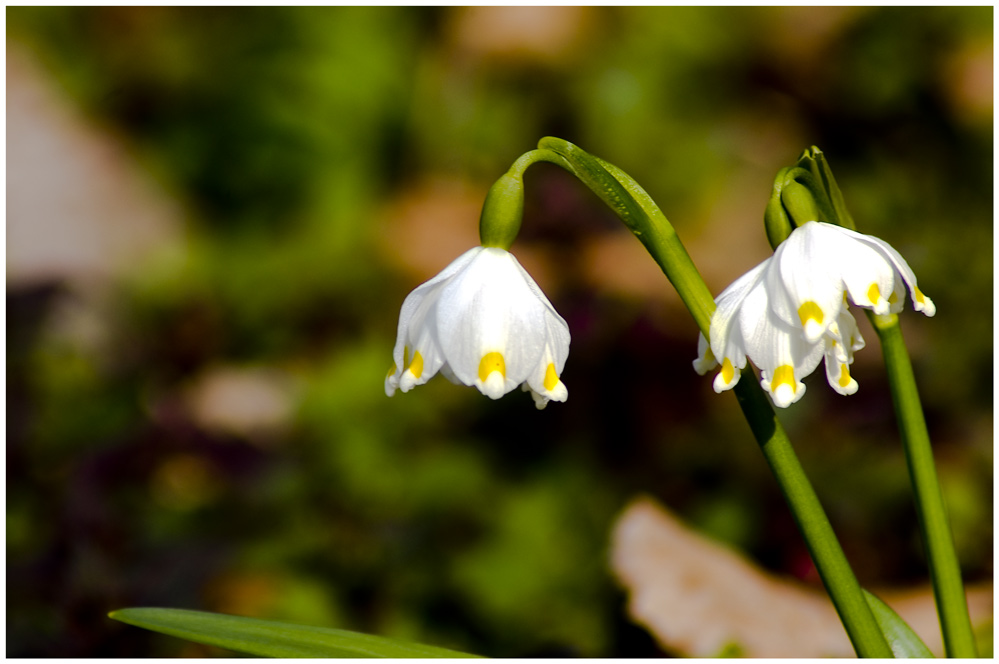 Frühlingsbote