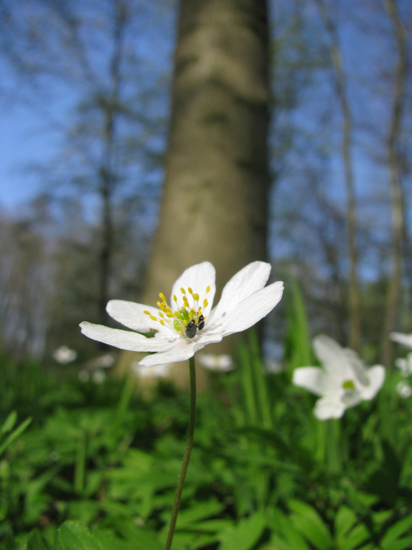 Frühlingsbote