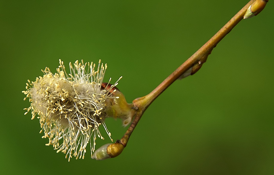 Frühlingsbote