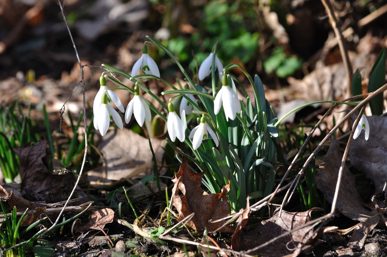 Frühlingsbote