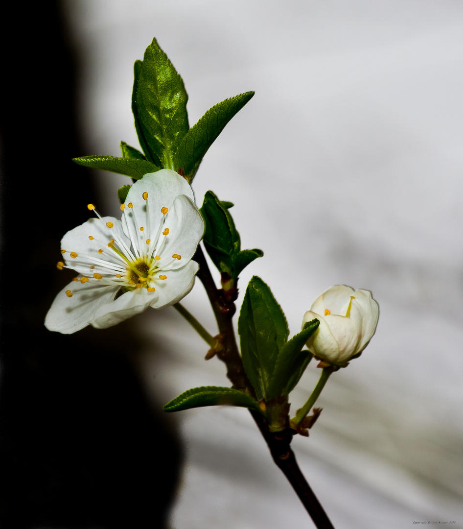 Frühlingsbote