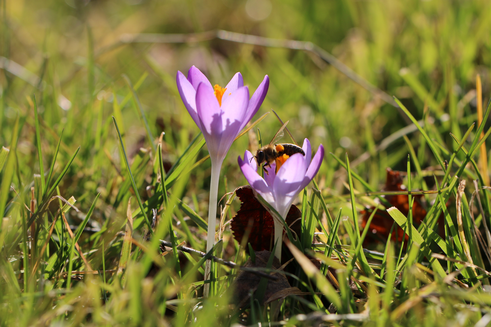 Frühlingsbote