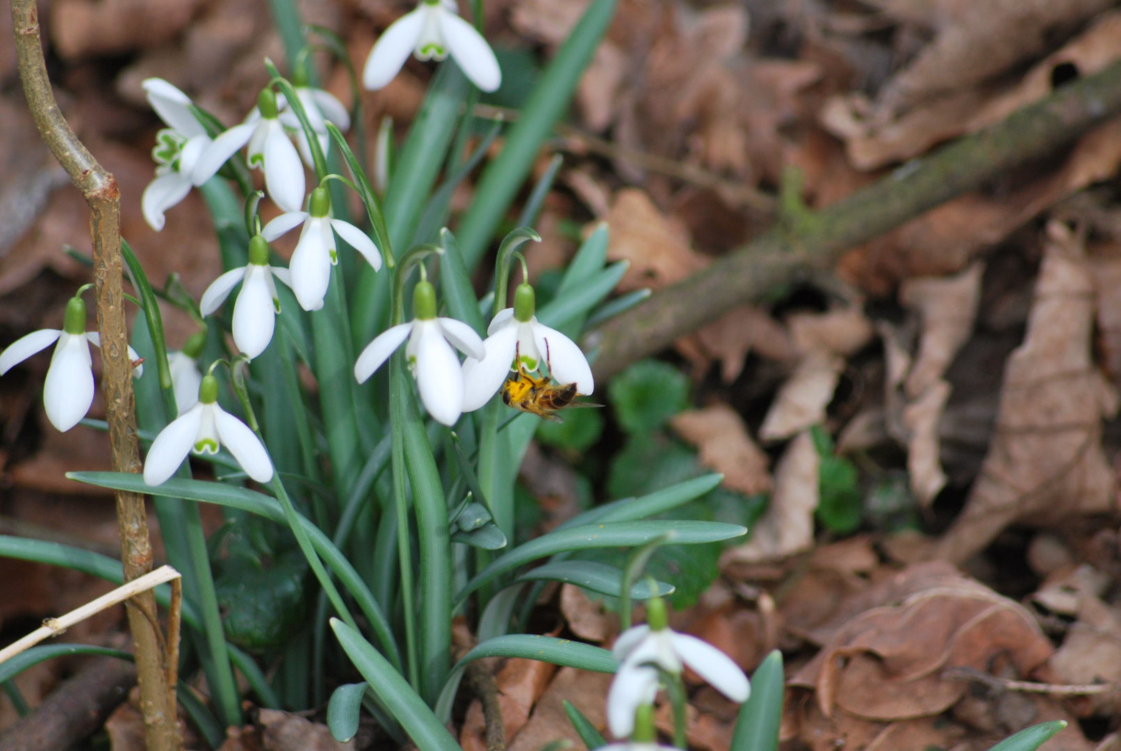 Frühlingsbote