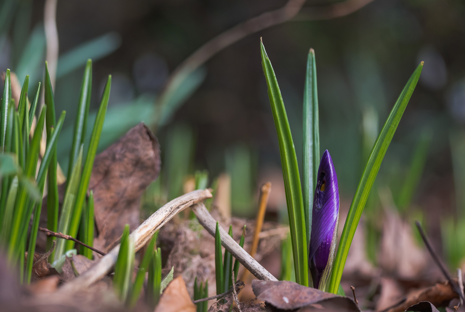 Frühlingsbote