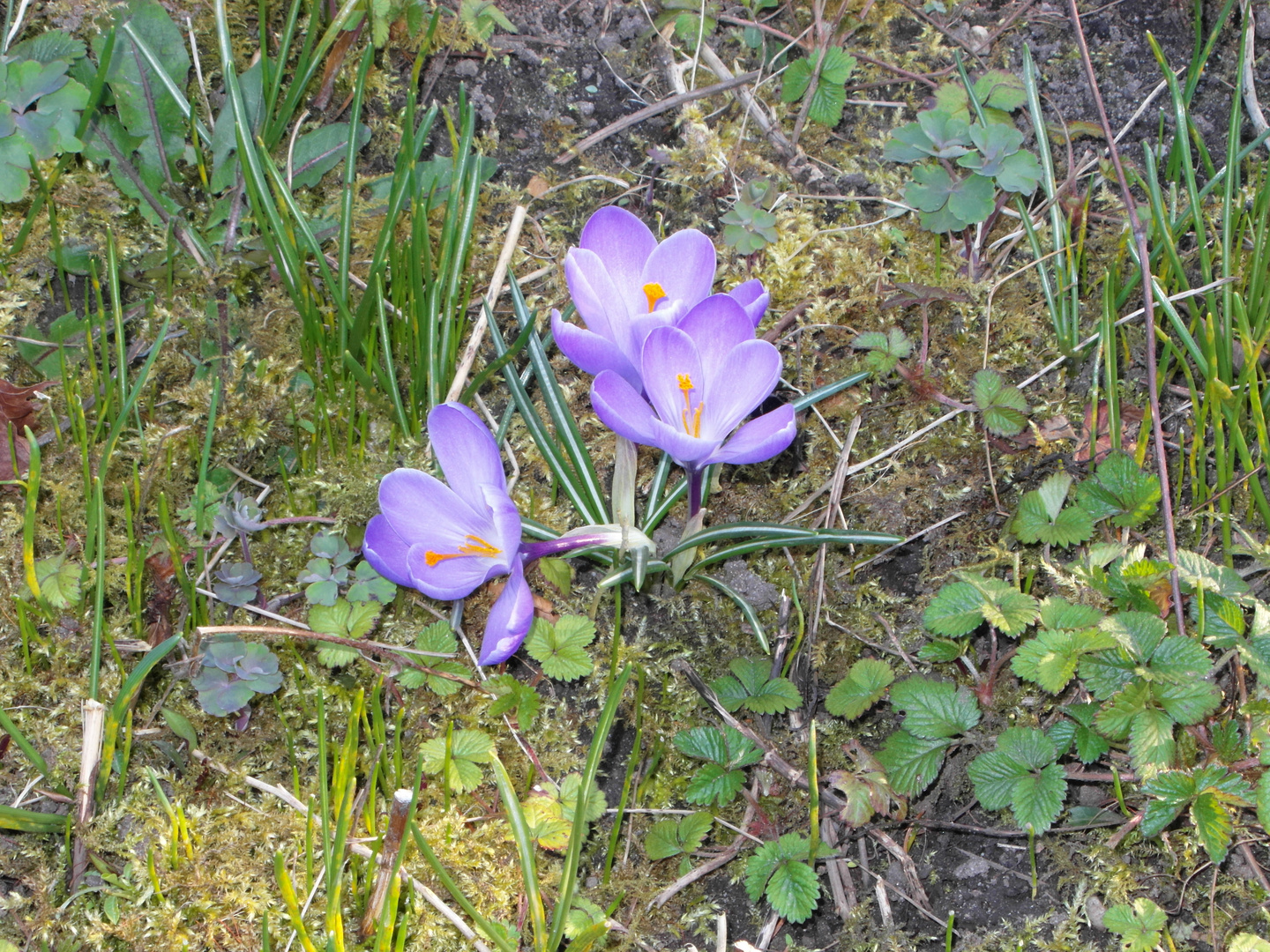 Frühlingsbote