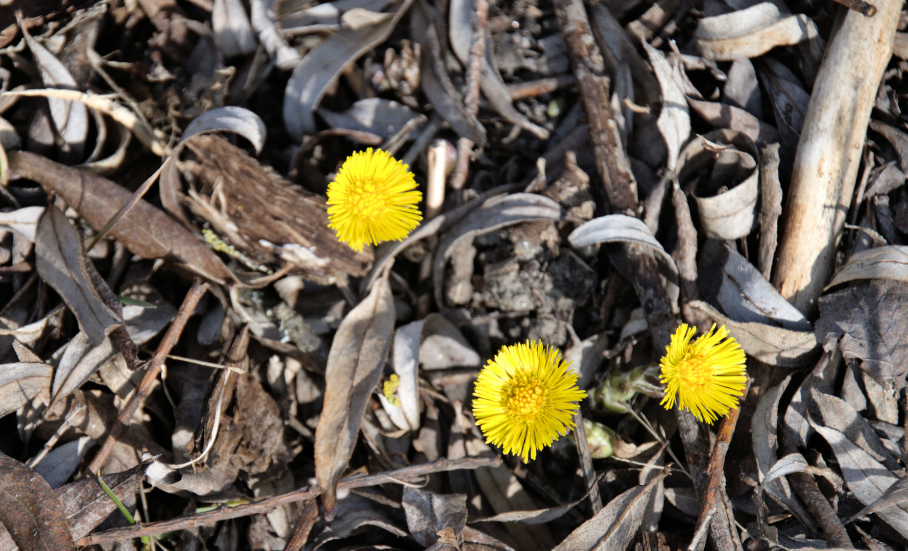 Frühlingsbote am 06.03.23