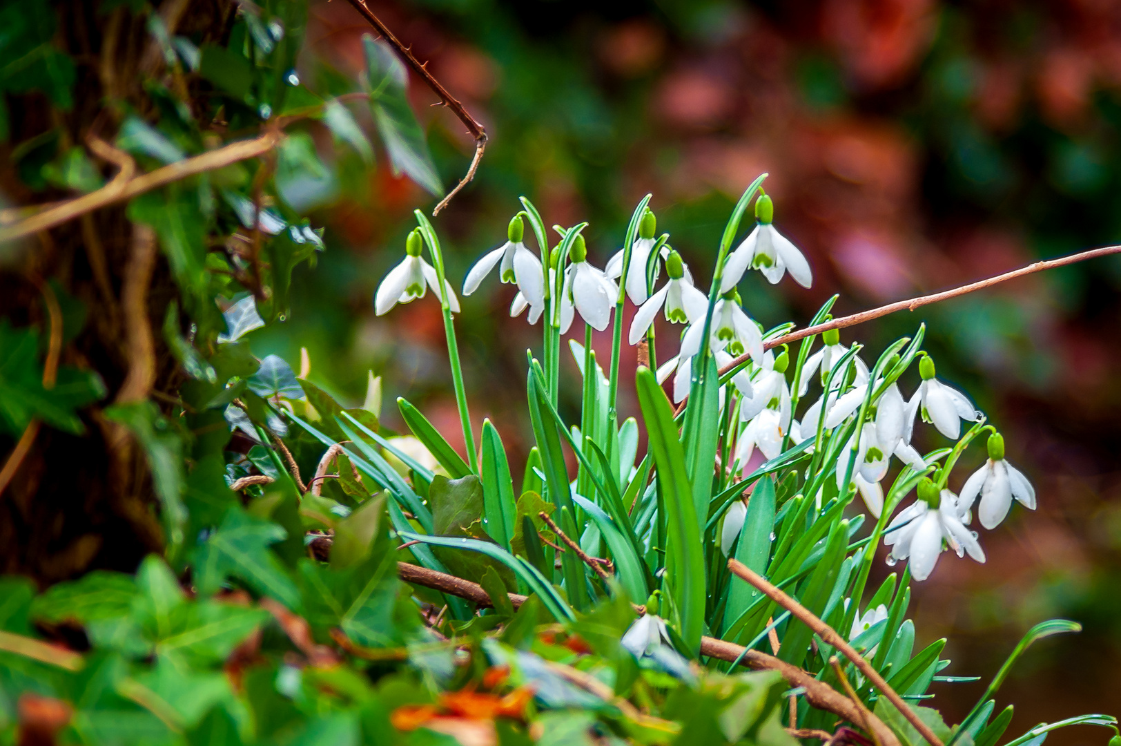 Frühlingsbote am Waldrand