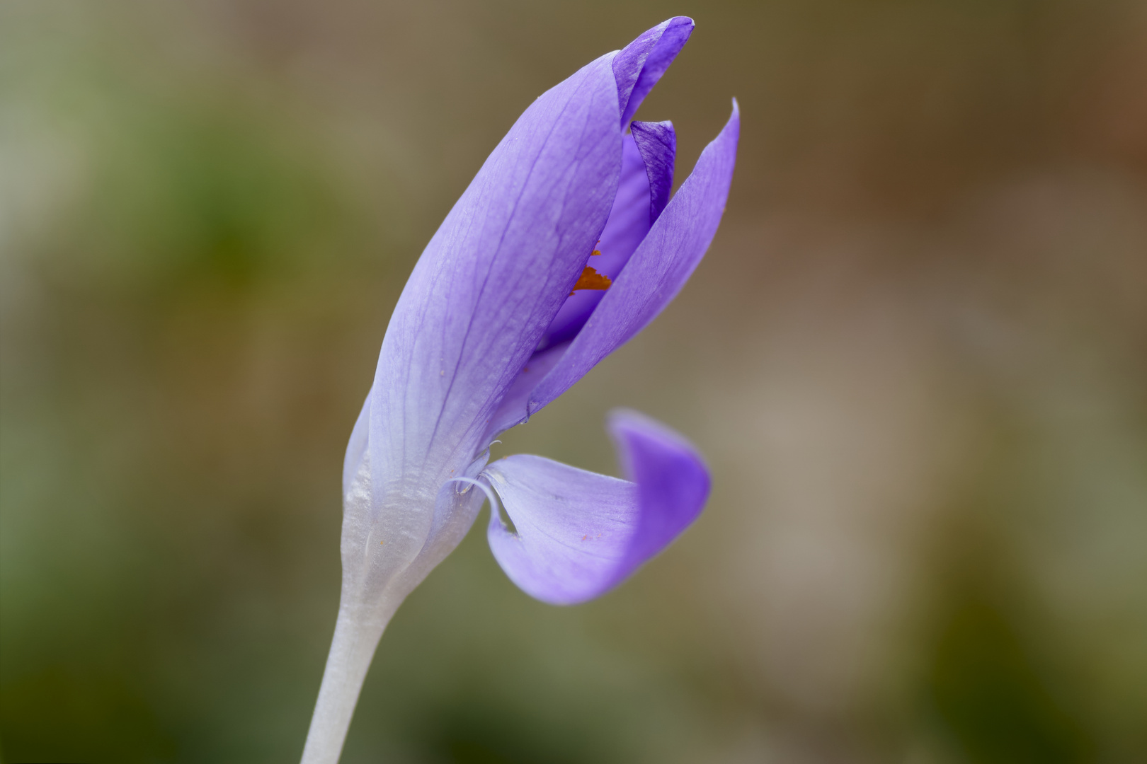 Frühlingsbote