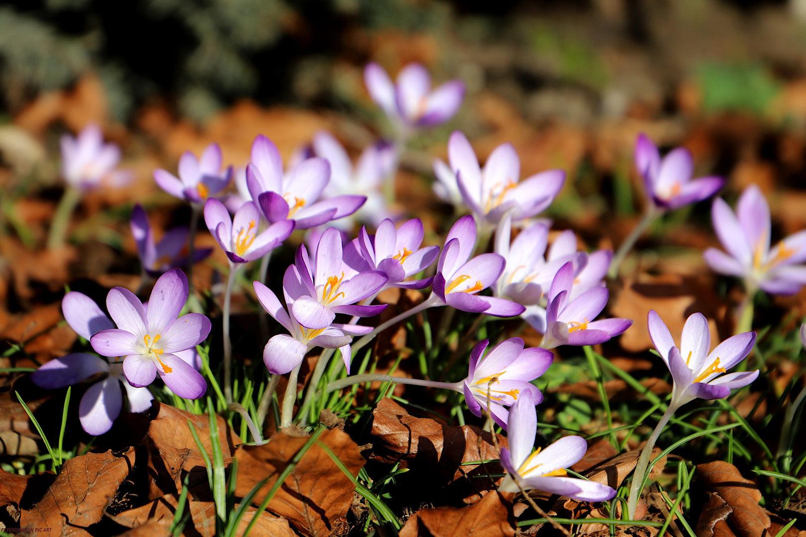 Frühlingsbote 