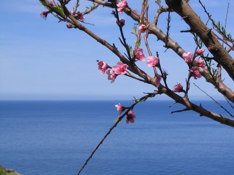 Frühlingsbote bei Banyalbufar