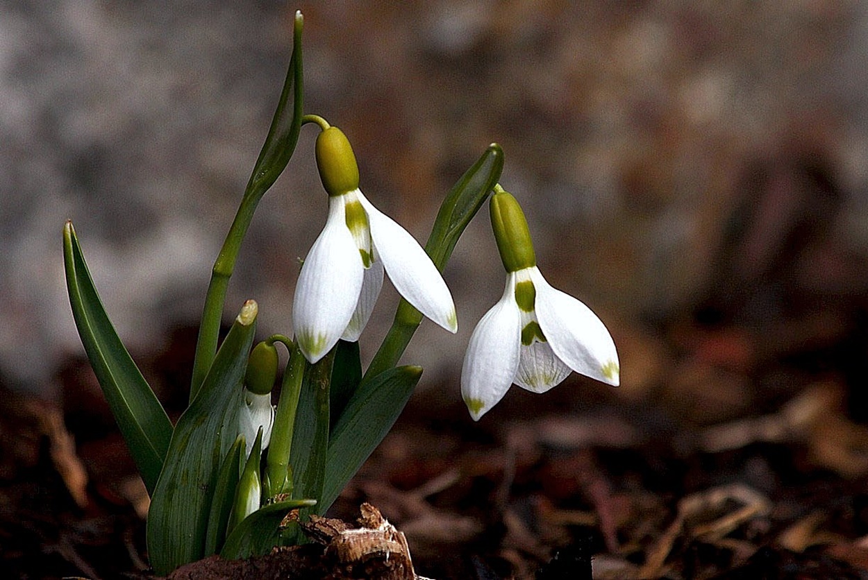 Frühlingsbote