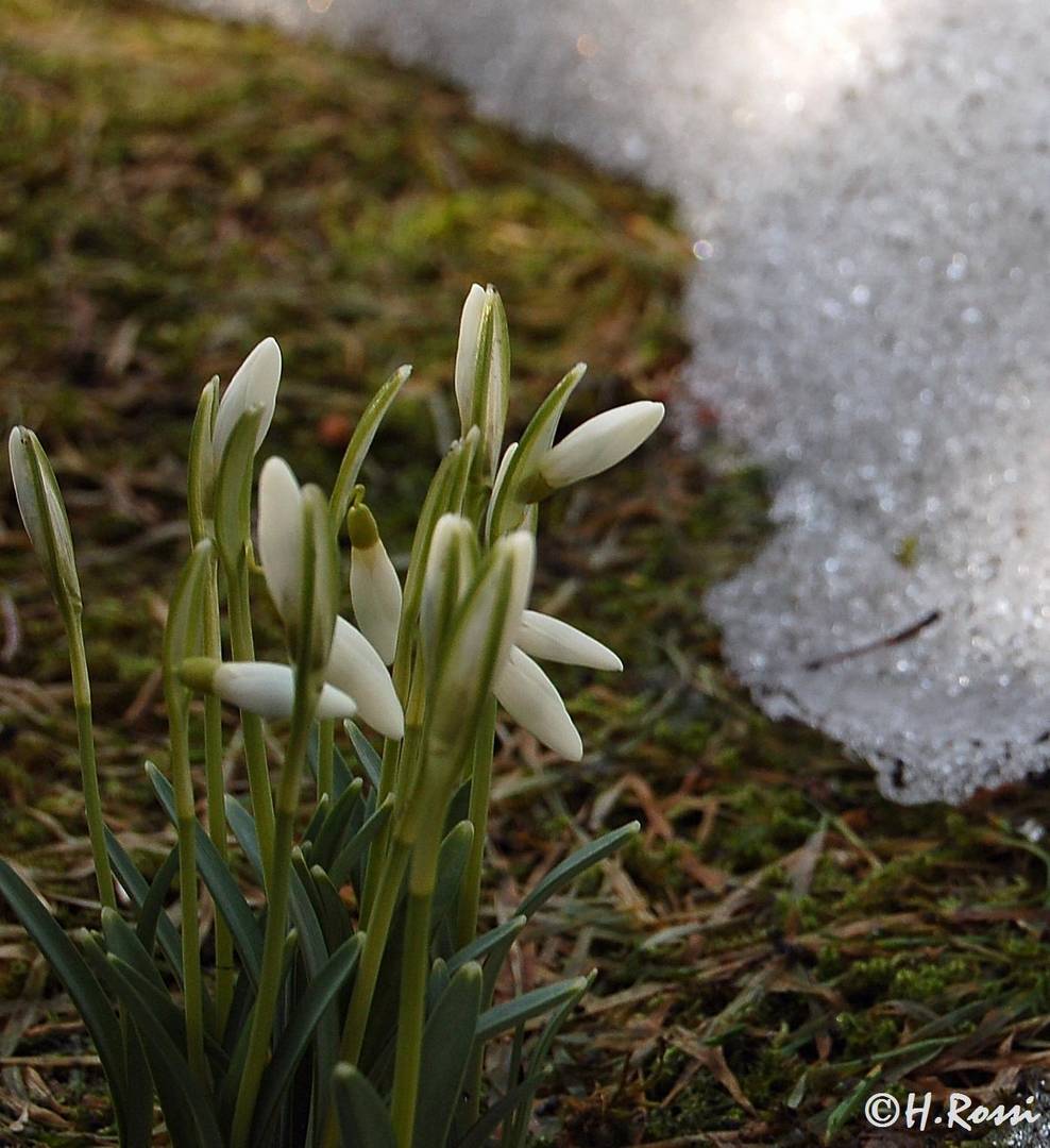 Frühlingsbote