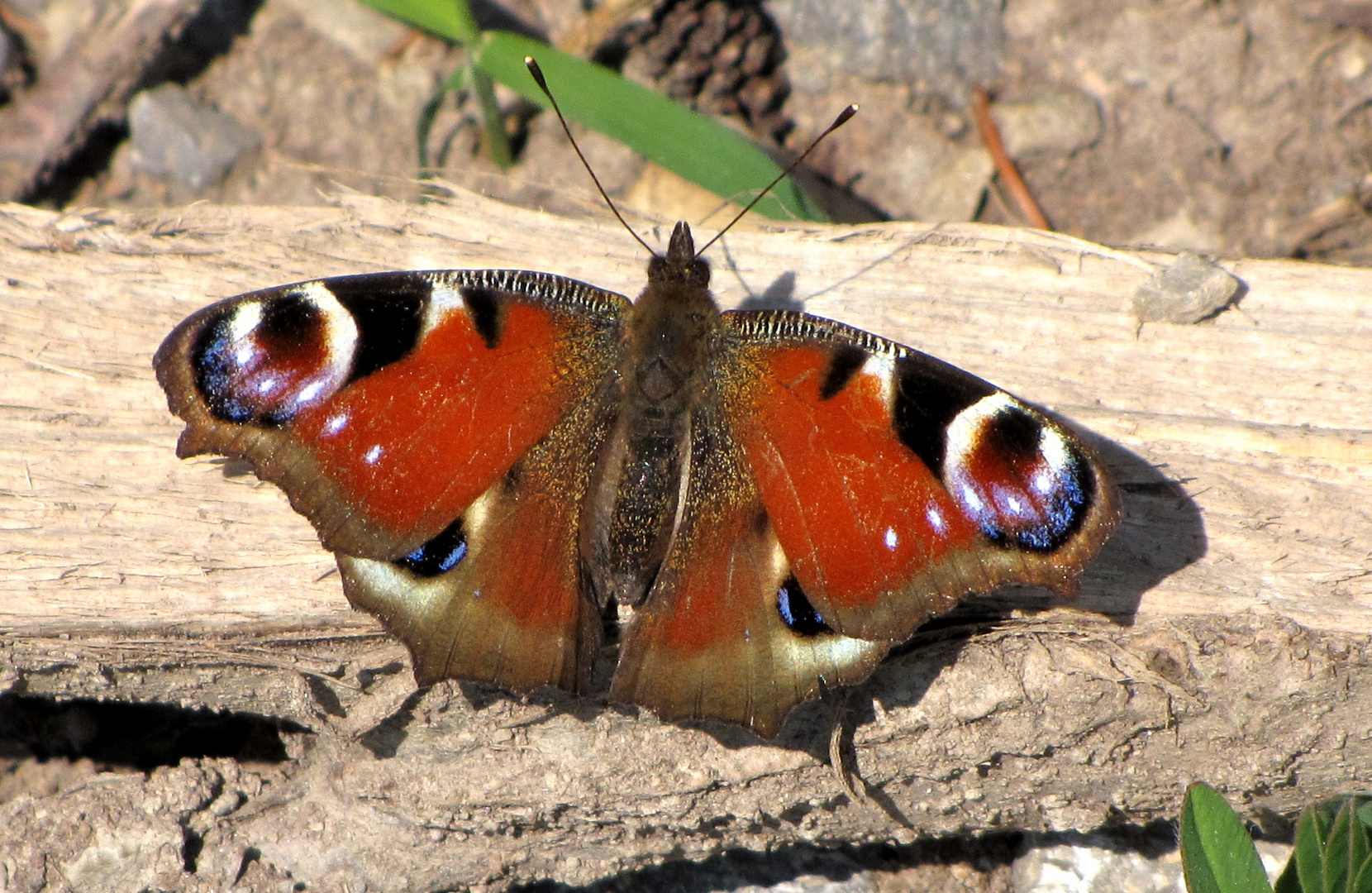 Frühlingsbote