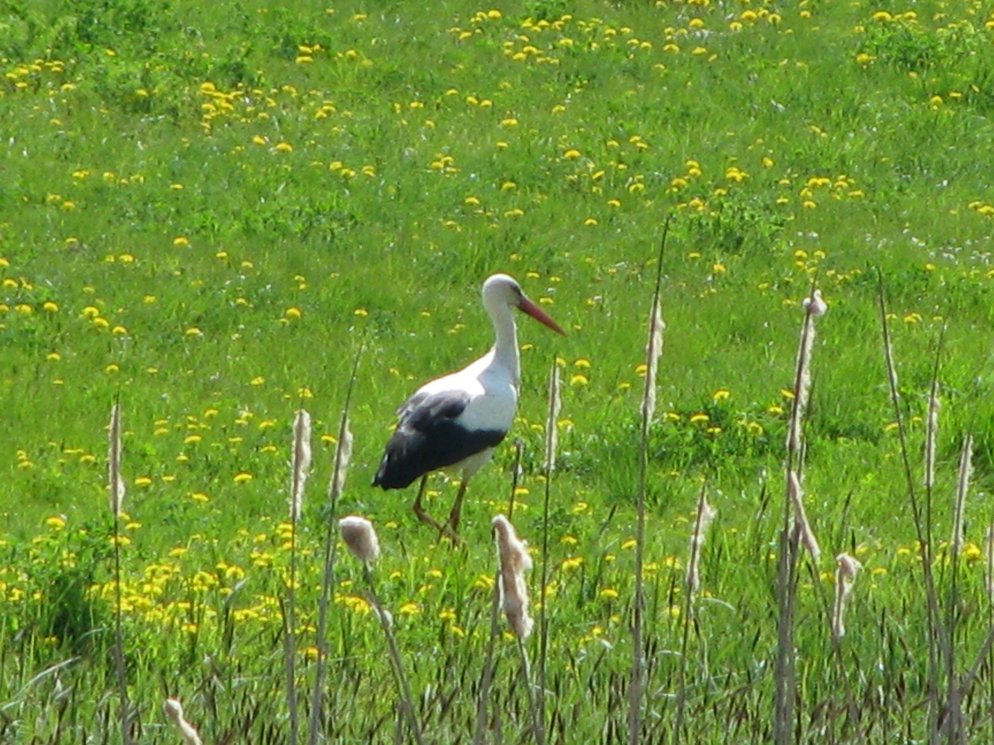 Frühlingsbote