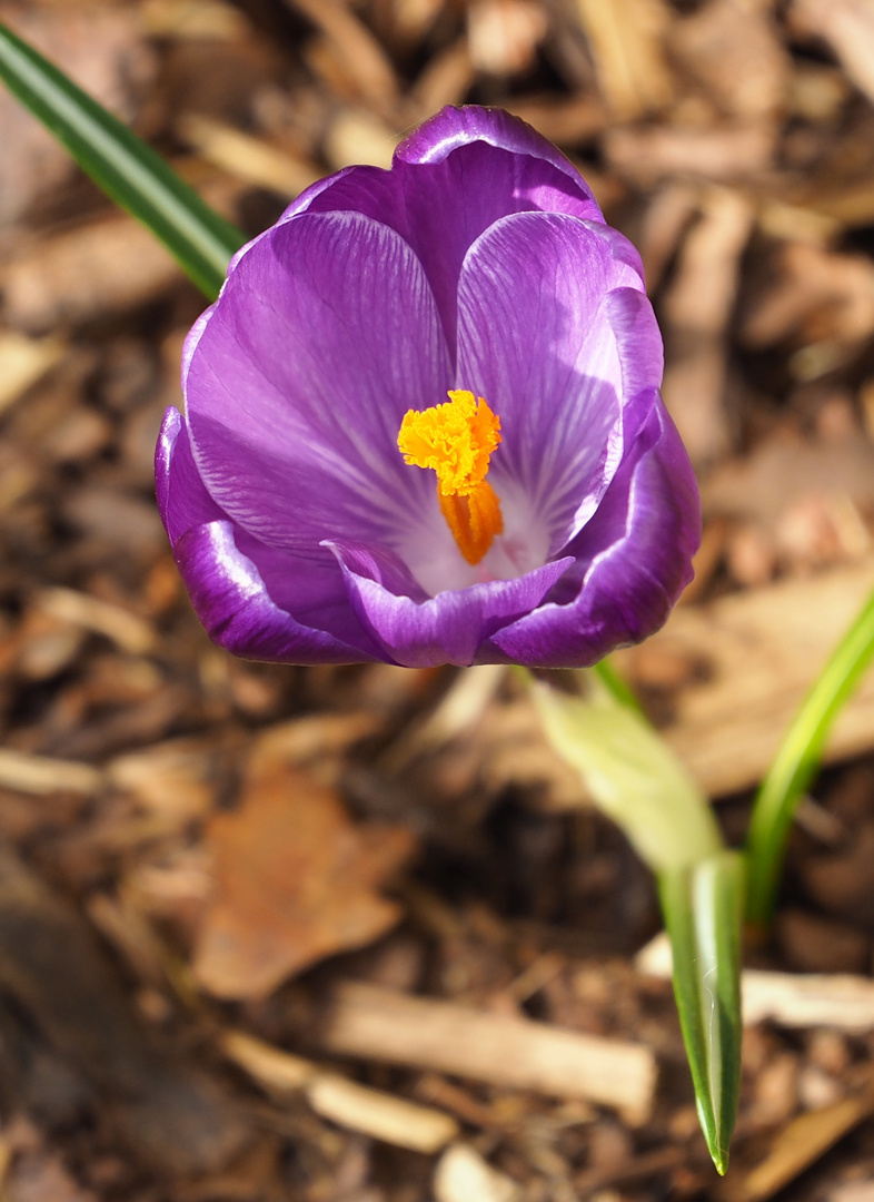 Frühlingsbote