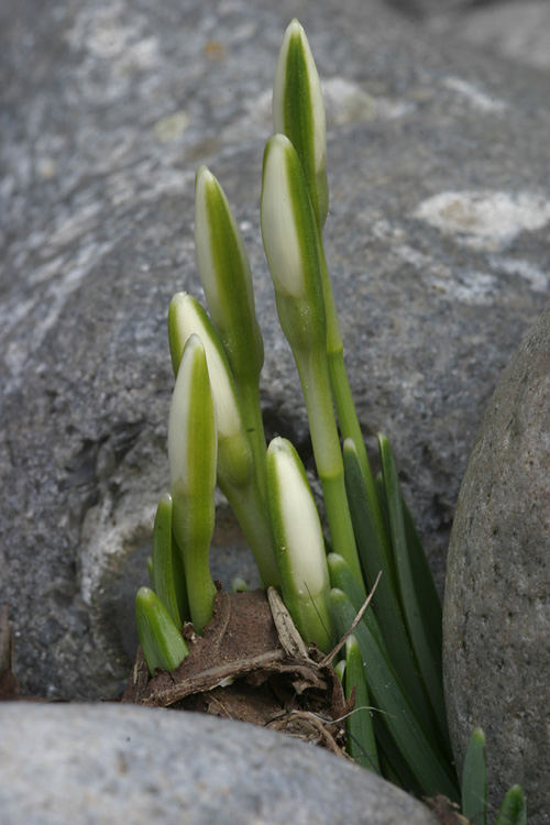 Frühlingsbote :-)