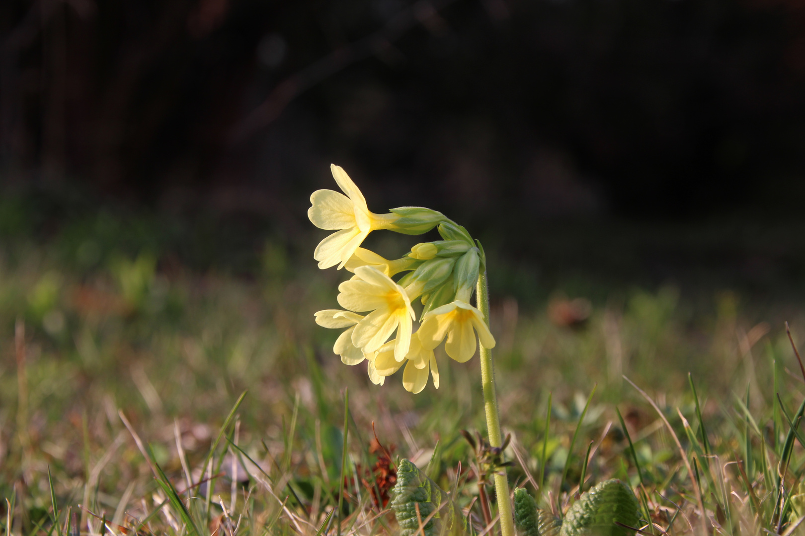 Frühlingsbote