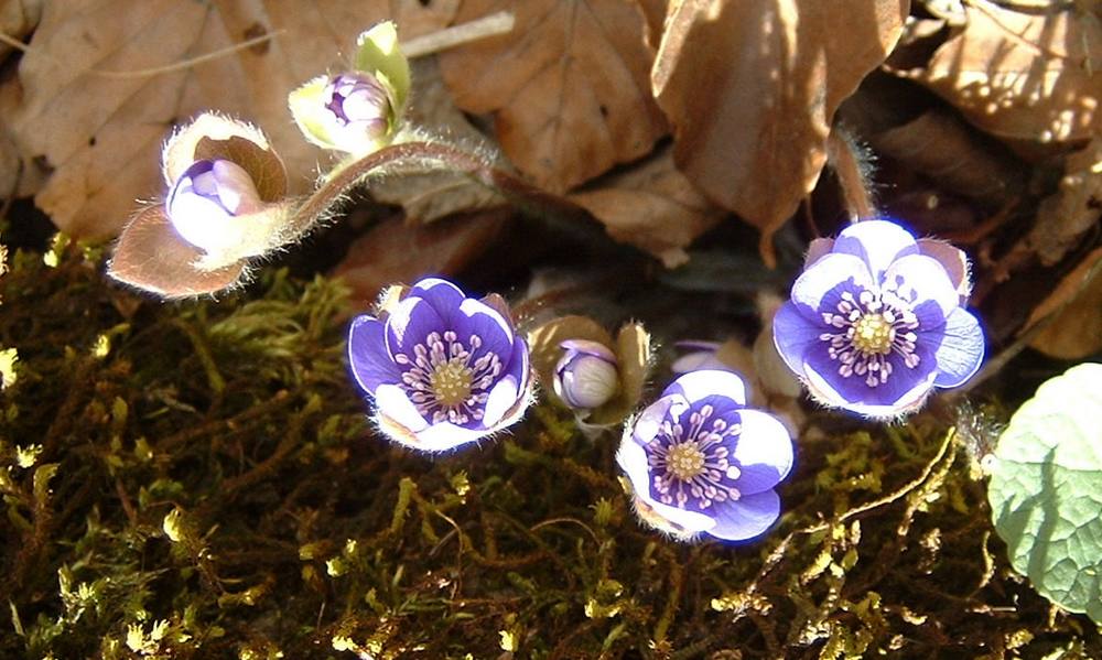 Frühlingsbote