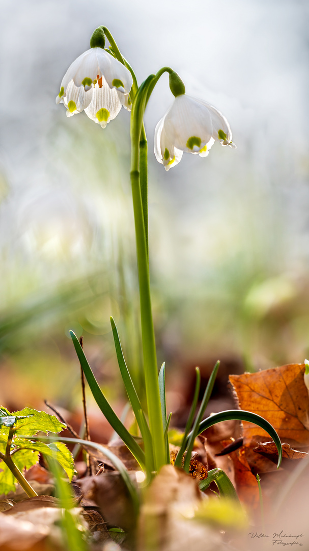 Frühlingsbote